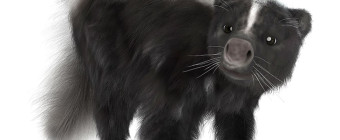 An image of a skunk